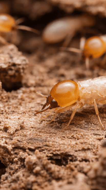 Comment traiter les termites qui envahissent votre maison dans le 06 ?