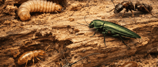 Bruits, trous et sciure : comment identifier les insectes qui mangent votre bois ?