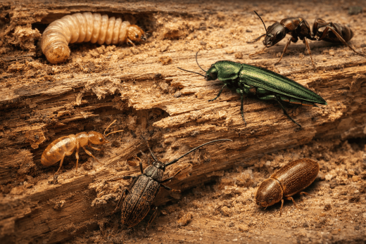 Bruits, trous et sciure : comment identifier les insectes qui mangent votre bois ?