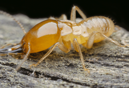 Traitement et protection contre les termites dans les Alpes-Maritimes